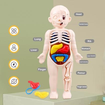 14pcs Set Human Organ Model Children Diy Assembled..