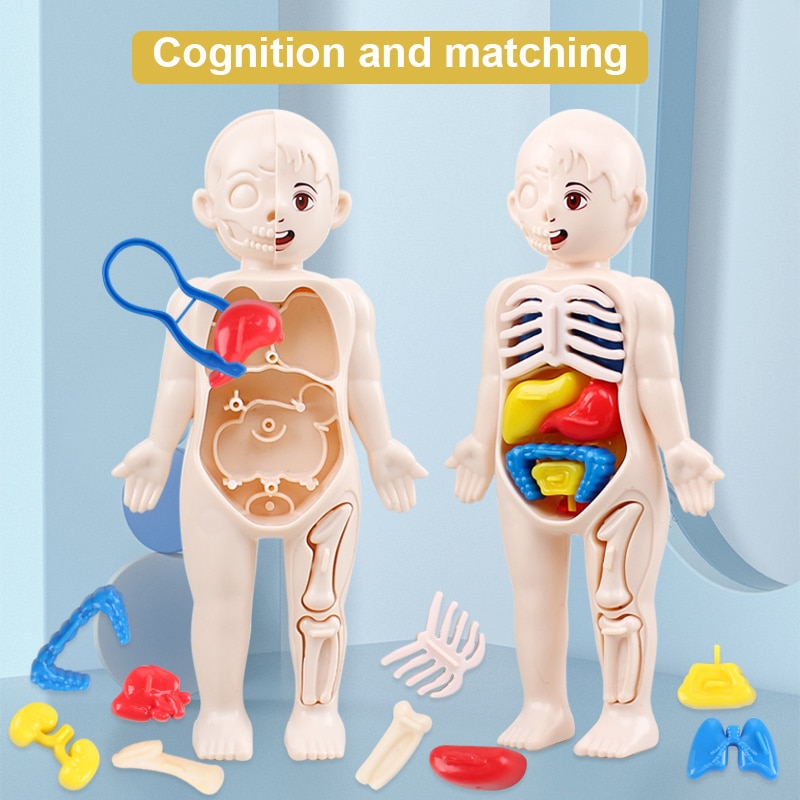 14pcs Set Human Organ Model Children Diy Assembled Medical Early Science And Education Toys